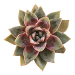 SALE! Echeveria Champagne, Germany