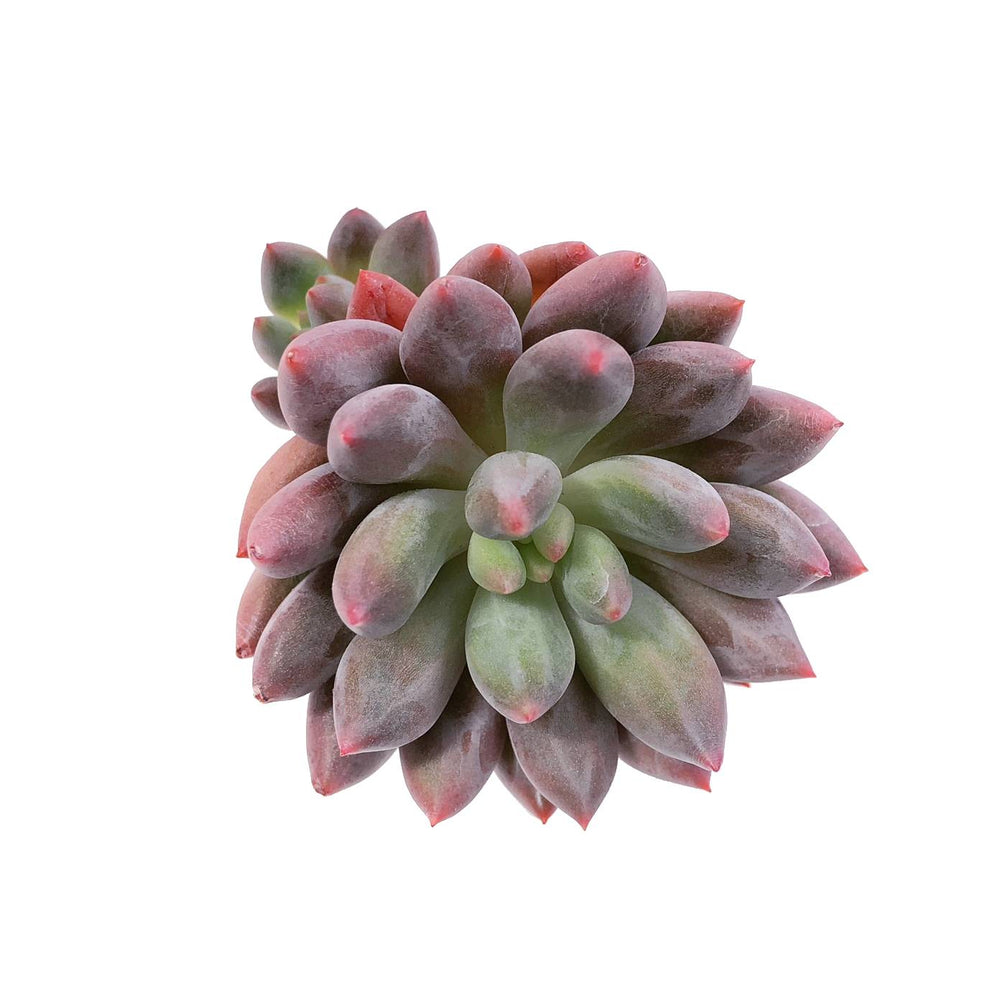 Pachyphytum Angel Fingers Red