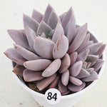 PRESALE Echeveria Lulu, Cluster (Random)