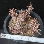 4th OF JULY FLASH SALE- DEAL #8 PRESALE Stapelia Decaryi Choux