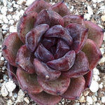 PRESALE Echeveria Black Queen Hybrid, (Not so Random)