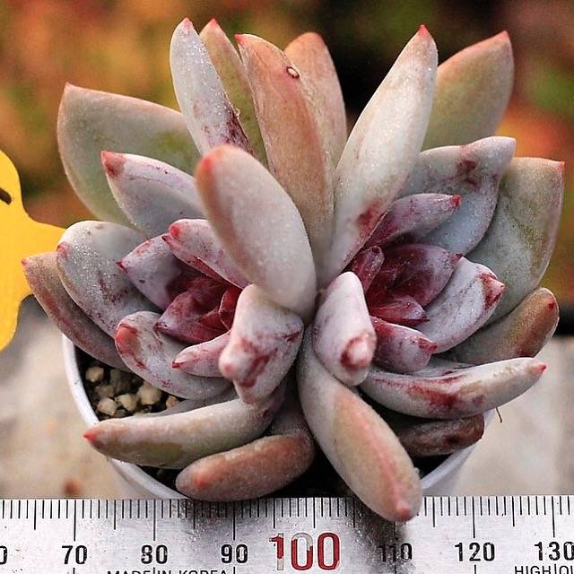 PRESALE Echeveria Trumso, Double