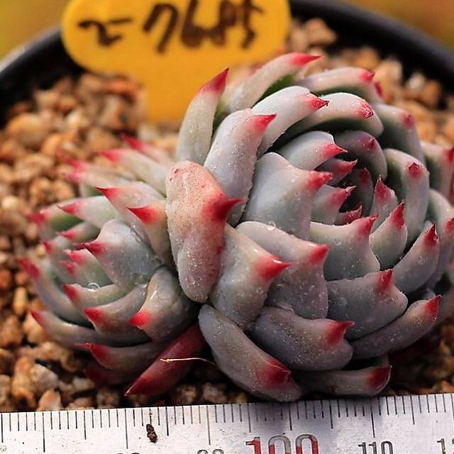 SPECIAL! JUST CART!! PRESALE Echeveria Momotarou (Half Way Through with MIMM)