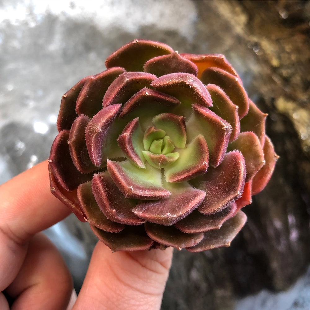 brown rose succulent Echeveria Brown Rose