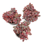 Echeveria Rezry, (Random)