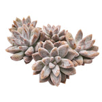 Echeveria Tolimanensis, Single Rosettes, (Random)