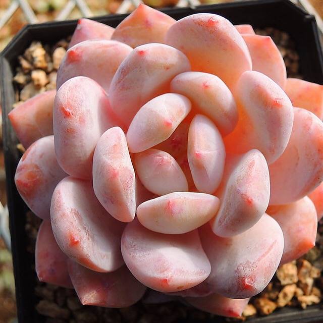 Echeveria Potosina, (Random)