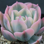 PRESALE Echeveria Secunda, Variegata, (Random)