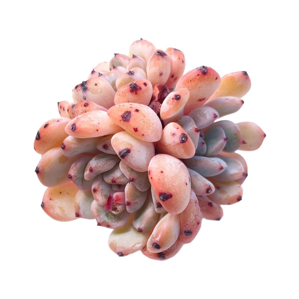 Echeveria Viant, Triple