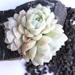 Echeveria Hughmillus, Cluster