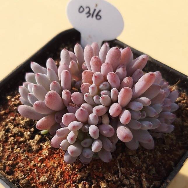 PRESALE Graptopetalum Blue Beans, Small Clusters, (Random)