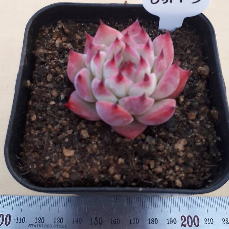 PRESALE Echeveria Chihuahuaensis cv, (Random)