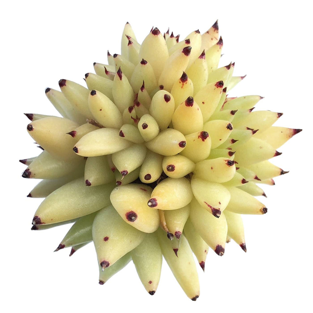 Echeveria Agavoides, Cristata