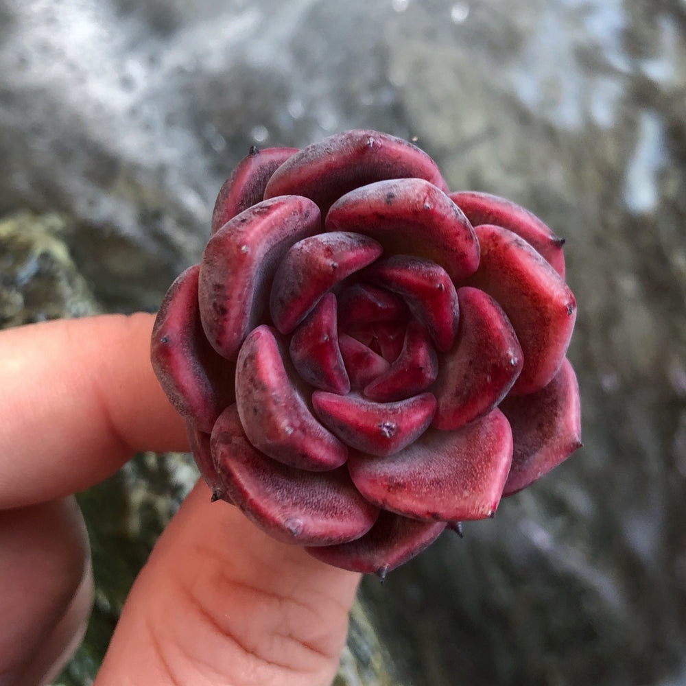 cindy succulents Echeveria Cindy – Cedar Creek Farmhouse