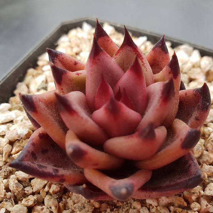 PRESALE Echeveria Agavoides Sirius, (Random)