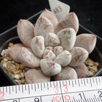 PRESALE Echeveria Tolimanensis, (Random)