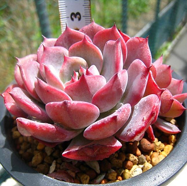 PRESALE Echeveria Laulensis, (Random)