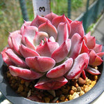 PRESALE Echeveria Laulensis, (Random)