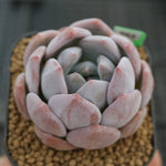 Echeveria Potosina, (Choice Between Single or Double)