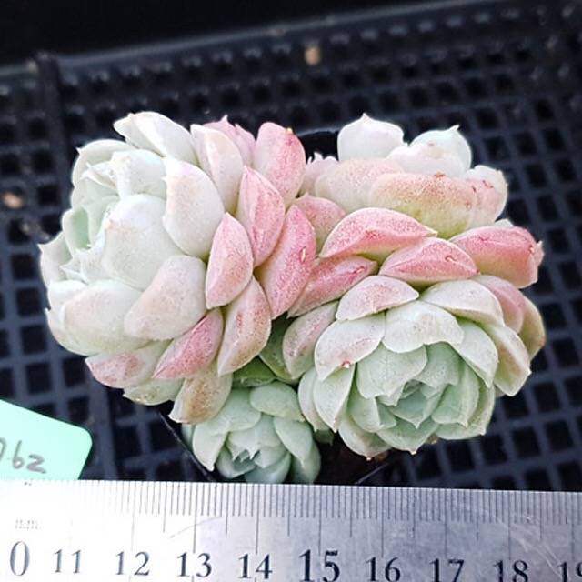 PRESALE Echeveria Hughmillus, Cluster, (Random)