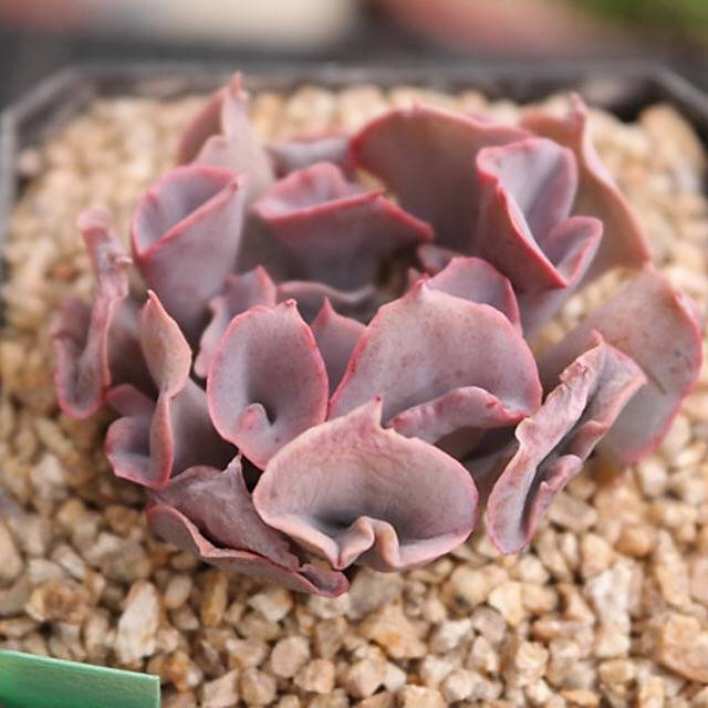 FLASH SALE- PRESALE Echeveria Trumpet Pinky, (Random)