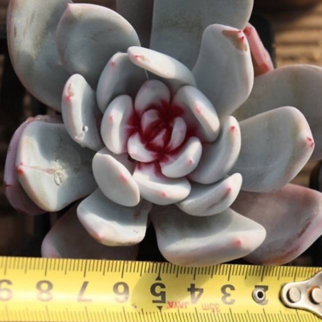 Echeveria Trumso, (Random)