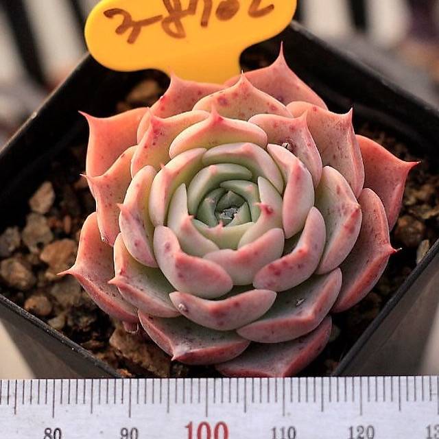 Echeveria Gold Light