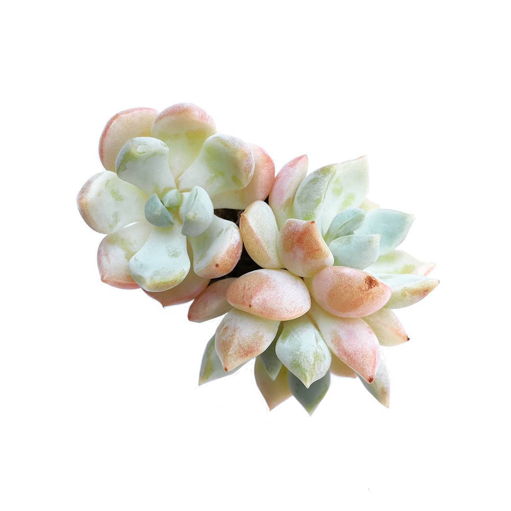 The GOOD, The BAD and The UGLY SALE! Graptoveria A GrimmOne