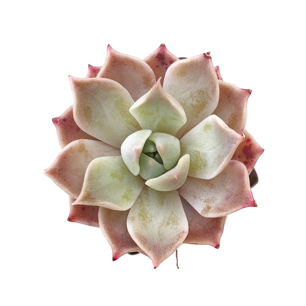 Sale! Echeveria 'Colina'