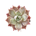 Sale! Echeveria 'Colina'