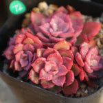 PRESALE  Echeveria Noble Clusters, (Random)