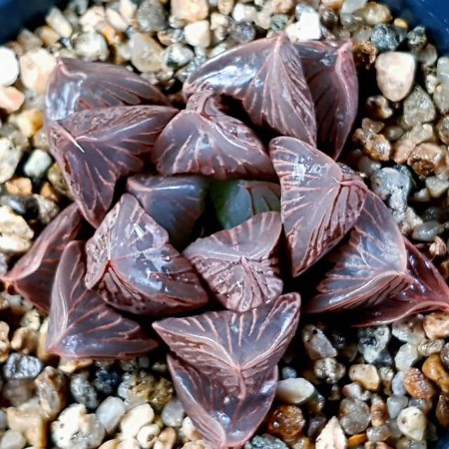 Haworthia Obtusa Hybrid