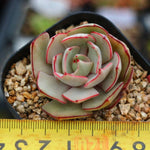 PRESALE Echeveria Strictiflora v Nova, (Random)