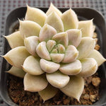 PRESALE Echeveria Tolimanensis, (Random)