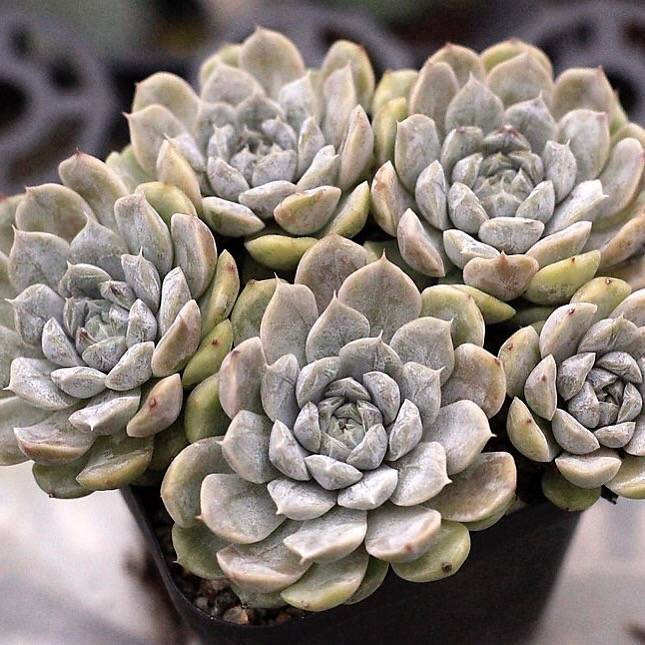 Echeveria Mary Bell, Cluster