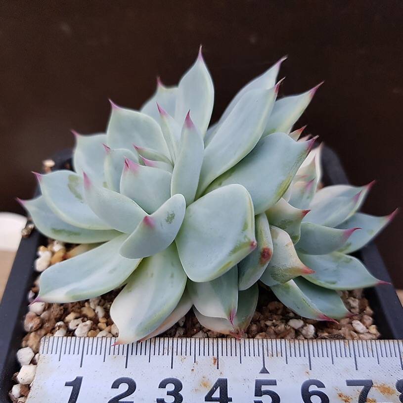 (RESERVED) Echeveria Chihuahuaensis, Variegata, Double