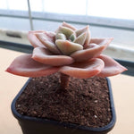 PRESALE Echeveria Bainesii, (Not so Random)