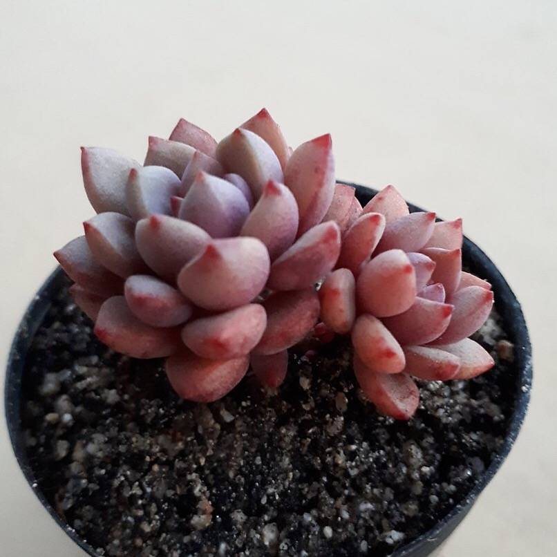 PRESALE Graptoveria Purple Dream, (Not so Random)