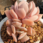 MOTHER'S DAY WEEKEND FLASH SALE! PRESALE Echeveria Exotic, (Random)