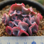 PRESALE Echeveria Trumpet Pinky, (Random)