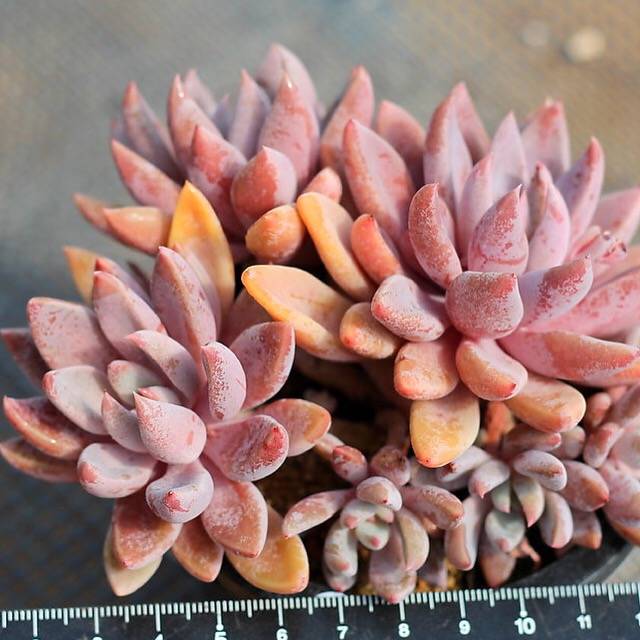 PRESALE Echeveria Sugar Jelly Cluster, (Random)