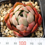 PRESALE Echeveria Accra