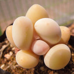 PRESALE Pachyphytum Beauty, (Random)