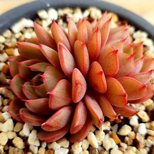 PRESALE Echeveria Ruby Singh, Double, (Random)