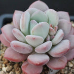 FLASH SALE! PRESALE Echeveria Ice Cream, (Random)