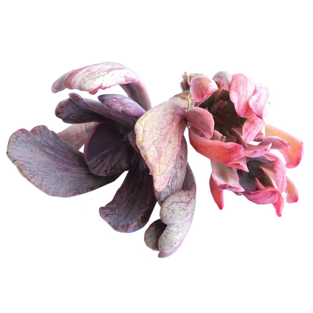 (RESERVED) Pachyveria Jocelyn's Joy and Holwayi (Less than Perfect)