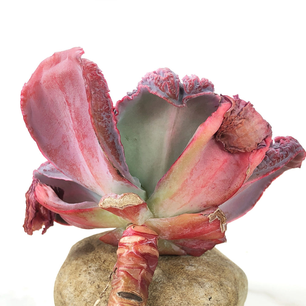 Echeveria Linguaas (Please Read Description Before Carting)