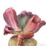 Echeveria Linguaas (Please Read Description Before Carting)