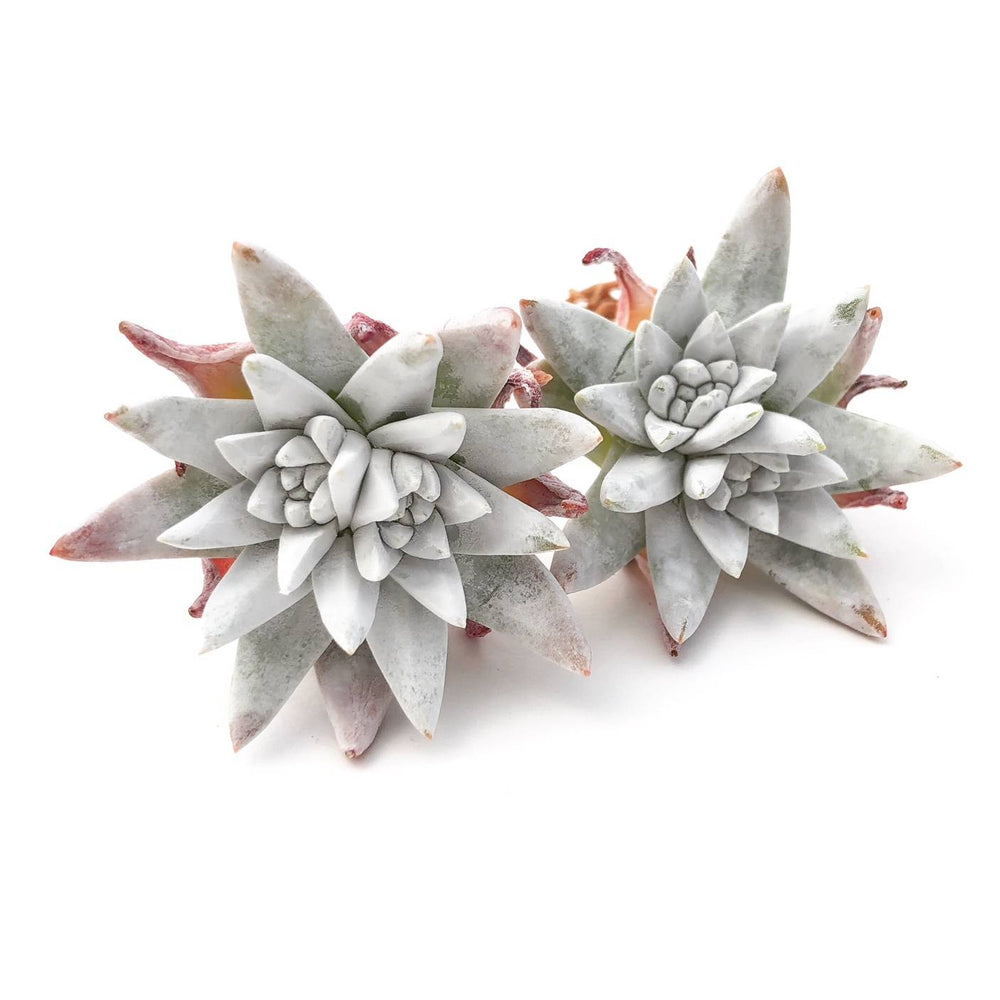 Dudleya White Greenii, (Random)