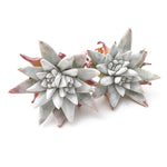 Dudleya White Greenii, (Random)